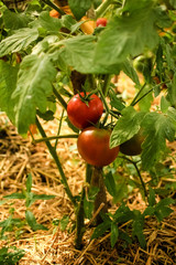 Red and green tomatoes on the branch.