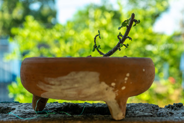jade plant diying in a red clay pot