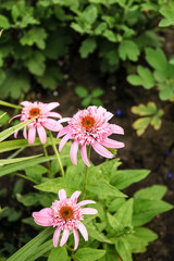 Beautiful Flowers Terry Echinacea