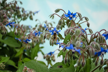 Small, blue flowers grow in the garden