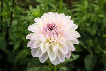 Fototapeta premium white dahlia flower growing in the garden
