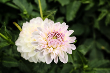 white dahlia flower growing in the garden