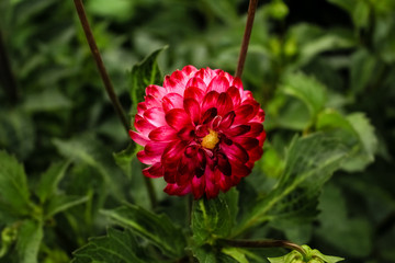 Red dahlia flower growing in the garden