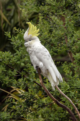 Closeup of Australian Sulphur-crested Cockatoo (Cacatua galerita) perched on a branch
