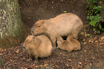 Closeup of Capybara Family (Hydrochoerus hydrochaeris) - largest living rodent in the world