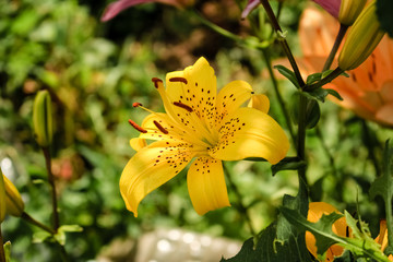 Large Lily flower, yellow with a red center