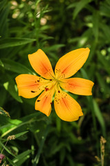 yellow lily flower in the shape of a bell