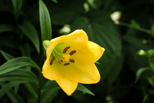 yellow lily flower in the shape of a bell