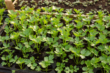 Top view celery small plants, seedlings