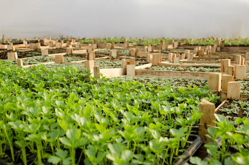 Fototapeta na wymiar Celery seedlings side view 
