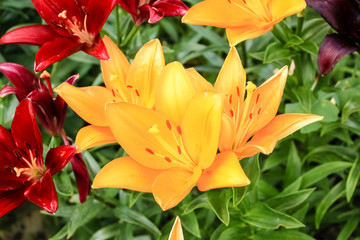 Obraz na płótnie Canvas Lilies of different colors, growing in the garden