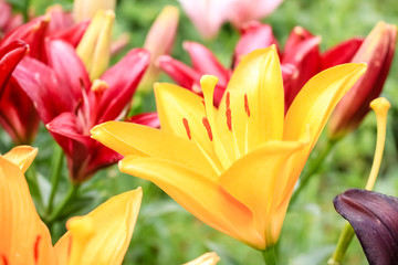 Naklejka premium Lilies of different colors, growing in the garden