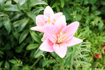 Pink Lily flower growing in the garden. Closeup.