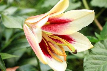 Large Lily flower, yellow with a red center