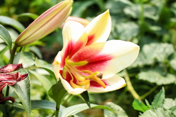 Large Lily flower, yellow with a red center