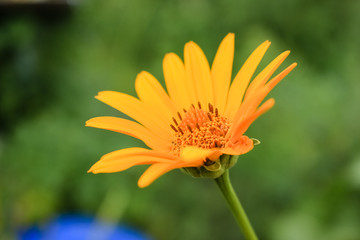 Yellow calendula flowers grow in the garden.  Close-up.