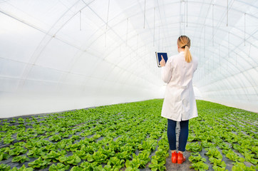 Back view woman agriculture expert assess situation i greenhouse 