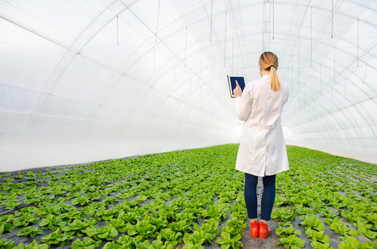 Back view woman agriculture expert assess situation i greenhouse 