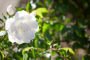 flower in the garden