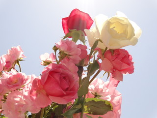 White and Pink Roses against the Background of the Blue sky and under Bright Sun Light