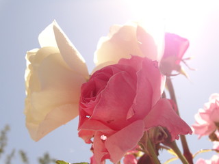 White and Pink Roses against the Background of the Blue sky and under Bright Sun Light