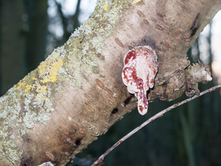 close up of leaking tree sap outside woods nature macro