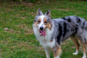 beautiful spring portrait of adorable gray and white border collie in the blossoming park