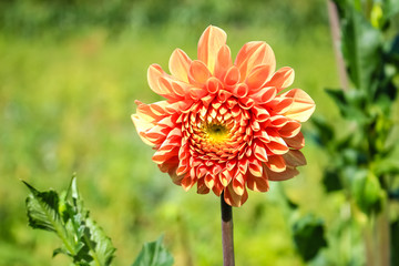 orange dahlia flower growing in the garden