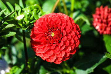 Red dahlia flower growing in the garden