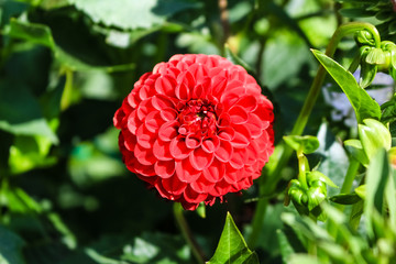 Red dahlia flower growing in the garden