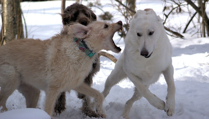 DOGS PLAYING IN WINTER