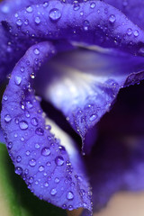 water drops on flower