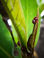 Ladybugs mating