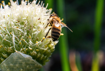 bee on spring onion flower