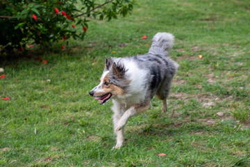 Gray and white border collie running on the green grass