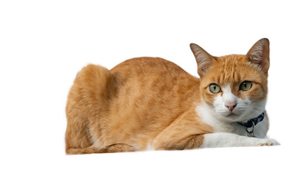 Front view of the cat on a white background