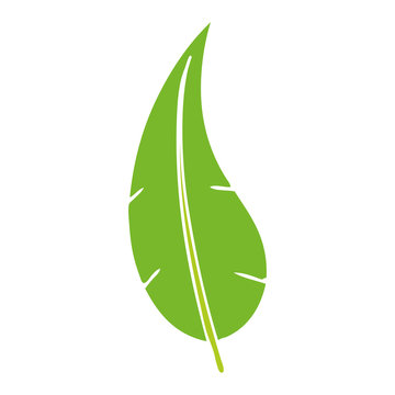 cartoon doodle of a green long leaf