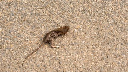 The top view of the little mouse died on the ground.