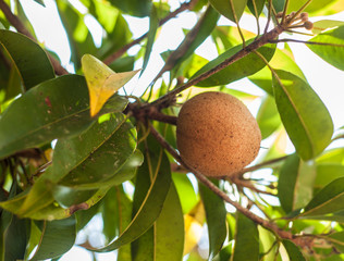 organic sapota on a tree 