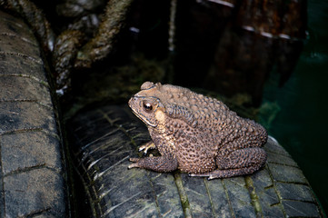 The toad is on the tire, the face of a large amphibian in the natural habitat. Animals in tropical...