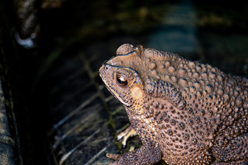 The toad is on the tire, the face of a large amphibian in the natural habitat. Animals in tropical forests