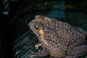 The toad is on the tire, the face of a large amphibian in the natural habitat. Animals in tropical forests