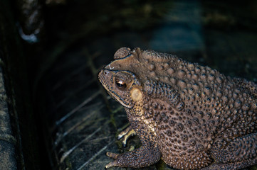 The toad is on the tire, the face of a large amphibian in the natural habitat. Animals in tropical forests