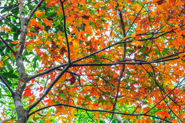 The leaf of maple in spring.