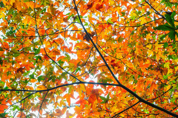 The leaf of maple in spring.