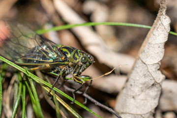 New Zealand cicada