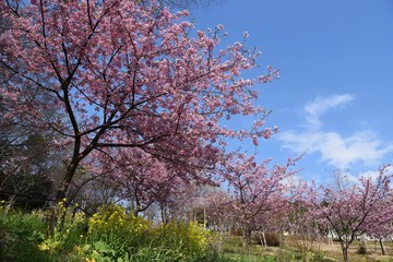 Cherry and rape blossoms in full bloom.