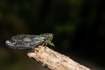 New Zealand cicada