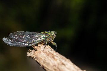New Zealand cicada