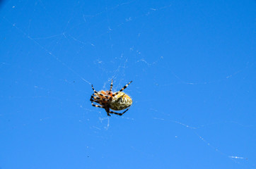 Spider and Web